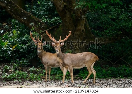 Eld's deer standing on a grassland in a Thai forest. Royalty-Free Stock Photo #2109147824