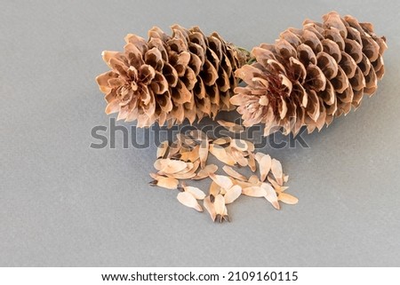 Fir cones with ripe scattered seeds for planting, isolated on a gray background.  Royalty-Free Stock Photo #2109160115