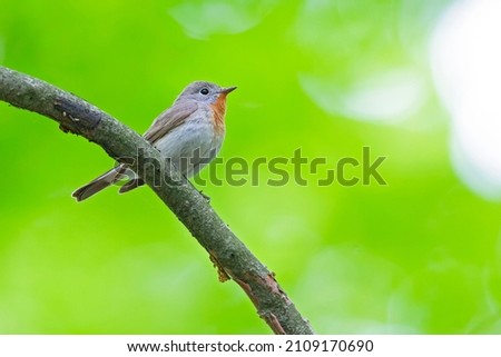A male red-breasted flycatcher (Ficedula parva) singing loud in a green forest. Royalty-Free Stock Photo #2109170690