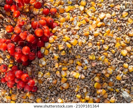 Autumn background for Thanksgiving. A mixture of wheat and corn grains and red mountain ash berries. Bird food.