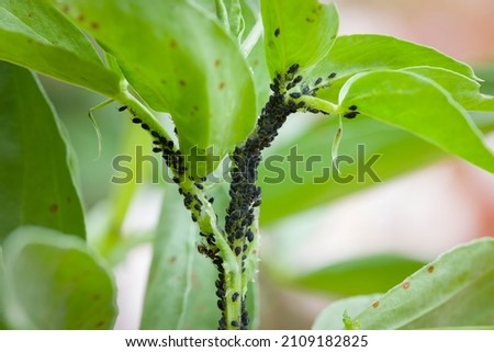 Aphids, black fly (black bean aphids, blackfly) on leaves of a broad bean plant, UK garden Royalty-Free Stock Photo #2109182825