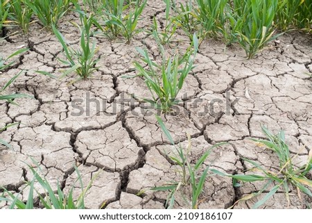 Drought on a UK farm, dry cracked earth, cracks in mud in a field of crops Royalty-Free Stock Photo #2109186107