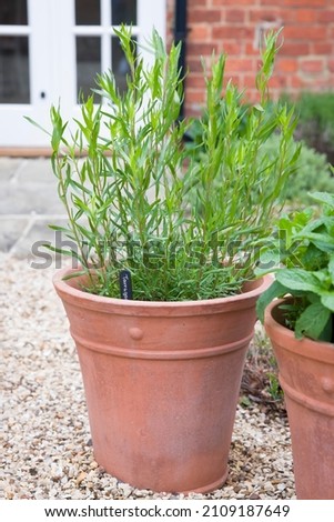 French tarragon, herb plant growing in a terracotta pot in a UK kitchen garden Royalty-Free Stock Photo #2109187649