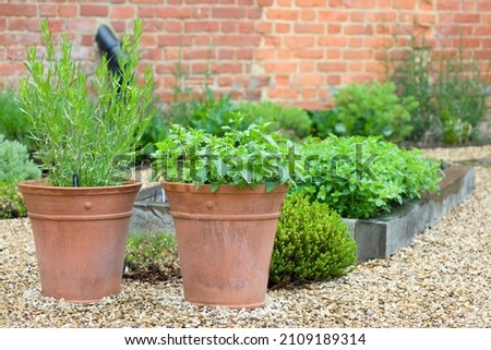 Fresh herb plants, herbs growing in containers in a UK courtyard garden Royalty-Free Stock Photo #2109189314