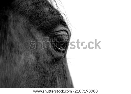 Black horse eye on a white background close-up fine art 