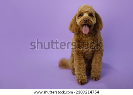 Cute Labradoodle dog after grooming. Pet salon. Dog's hygiene care. Dog on purple background. Tongue out. Copy space Royalty-Free Stock Photo #2109214754