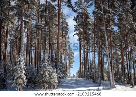Winter snowy landscape with narrow mountain road between high Scots Pines