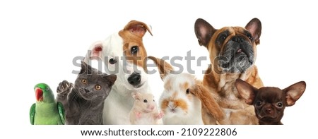 Group of cute pets on white background. Banner design Royalty-Free Stock Photo #2109222806