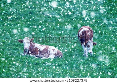 Beautiful cows eat grass in a beautiful meadow during a snowfall. Herd while walking, grazing in a clearing. Picture with animals with snow filter