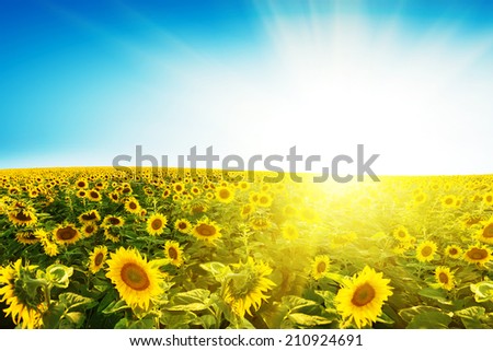 Sunflower field over blue sky 