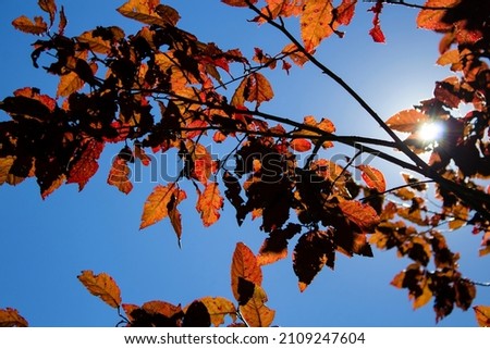 sun peaking through leaves on a sunny autumn day