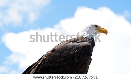 Beautiful Eagle  with Blue Sky Background