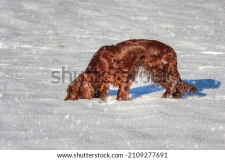 Beautiful Irish Setter tracking in the snow. Royalty-Free Stock Photo #2109277691