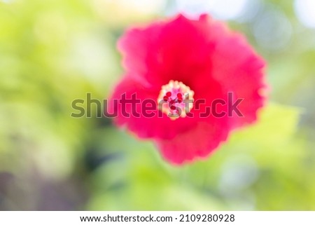 Blurred macro photo of bright pink hibiscus flower with pistil and stamens on background of greenery in the Maldives, nature abstract background, selective focus