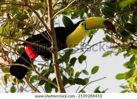 Keel-billed toucan during the morning