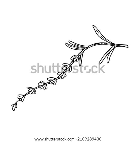 Lavender,doodle hand drawn sketch,line art.Botanical floral decoration.Botanical flower decoration,french field flower,natural organic product,herb.Design for medicine,aromatherapy,tea ceremony.Vector