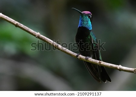 Rivoli's hummingbird (male). Fraijanes, Guatemala