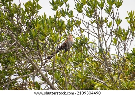 squirrel cuckoo (Piaya cayana) among tree branches in mangrove swamp in Brazil