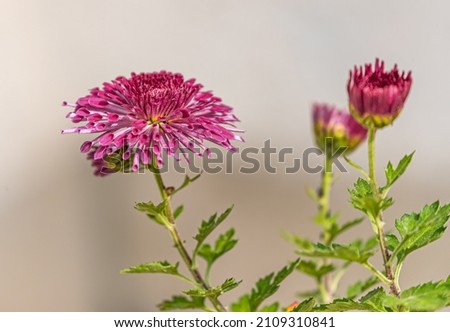 Chrysanthemum flower along with its buds in the garden