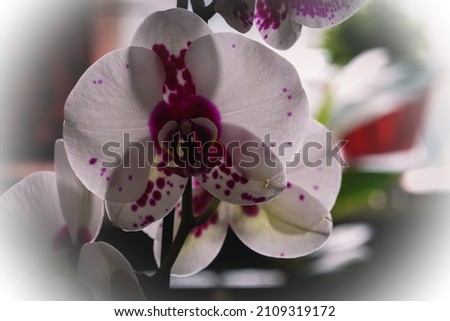 Phalaenopsis Orchid Petals- Backlit Macro Picture of White, Purple and Yellow Flower with Vignette