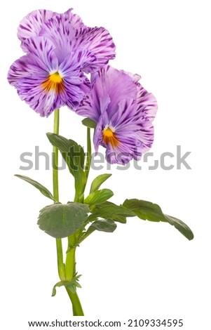 Studio Shot of Violet Colored Pansy Flowers Isolated on White Background. Large Depth of Field (DOF). Macro. Close-up.