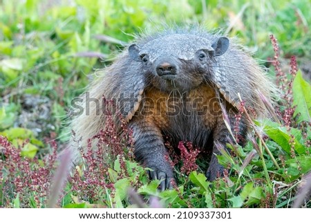 Large Hairy Armadillo is looking at you in Patagonia Chile