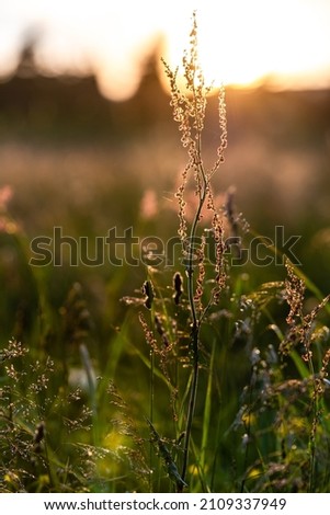 Backlight shot of the individual bushes on a field at sunrise