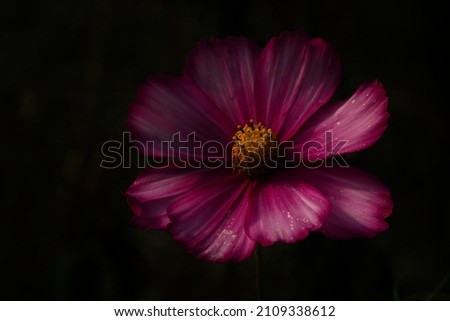 Beautiful colored flowers closeup photo