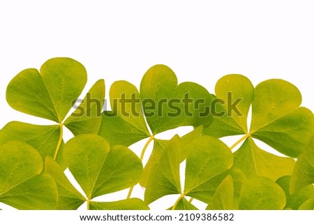 green clover leaves isolated on white background. St.Patrick 's Day. foliage shamrock