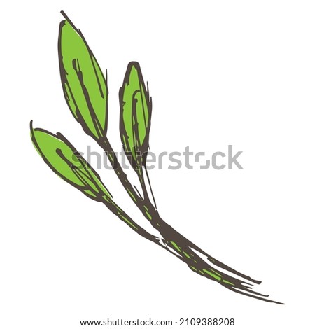Rough hand-drawn color drawing of a tree branch. Simple vector doodle isolated on transparent background