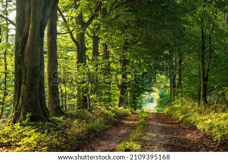 Beautiful light shines through the mighty old beech trees that line an idyllic forest path, Beller Holz, Teutoburg Forest, Germany Royalty-Free Stock Photo #2109395168