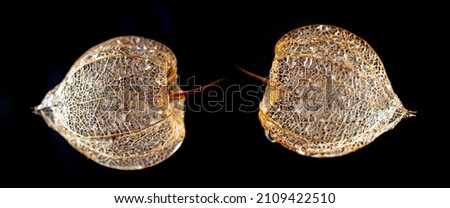 artistic picture dewy plant Physalis peruviana. Cape Gooseberry in the detail