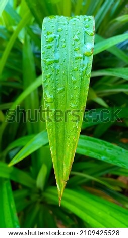 green leave background, look fresh to use as a phone walpapper