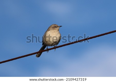 A Mockingbird perched on a powerline poses for a profile shot.
