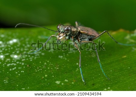 A close up shot of an isolated tiger beetle on a green leaf.