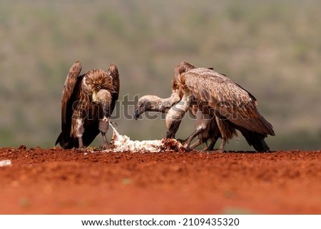 White-Backed Vulture having food in a Game Reserve in Kwa Zulu Natal in South Africa Royalty-Free Stock Photo #2109435320