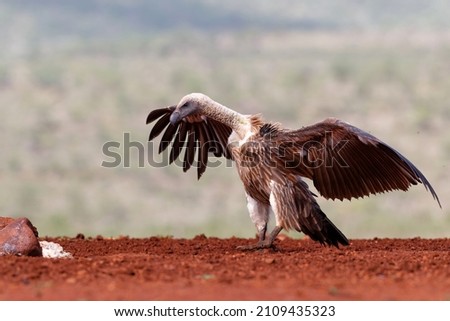 White-Backed Vulture having food in a Game Reserve in Kwa Zulu Natal in South Africa
