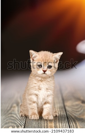 Small cute kitten sitting and looking away