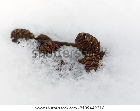 macro photography of deer cones in the snow