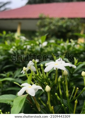 Nagan Raya, Aceh, Indonesia- January 20Th 2022- jasmine flowers in the morning is enough to make a good mood