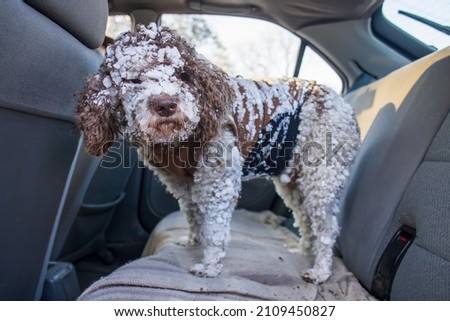 cute dog covered in snow standing in car backseat