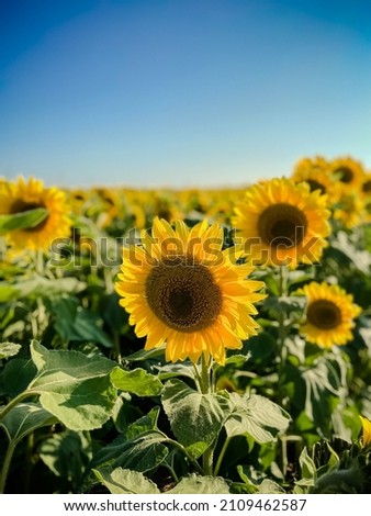 Large yellow sunflowers bloomed on a farm field in summer. The agricultural industry, production of sunflower oil, honey. Healthy ecology organic farming, and nature background.