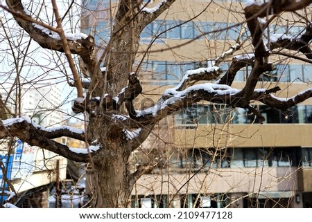 Sendai City, Miyagi Prefecture Japan, January 2022.Texture of snow-covered plant branches.