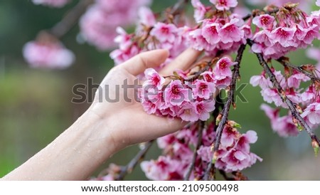  Pink cherry blossoms In woman's hands  with the rainy day.selective focus.