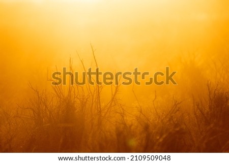Scenery of the grasslands during the sunset