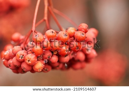 A branch of a red rowan close-up with a shallow depth of field and a blurred background.