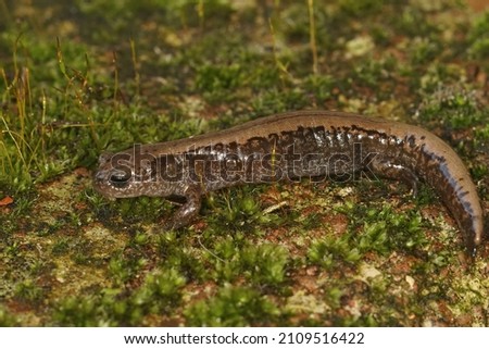 Closeup on an adult Siberian salamander, Salamandrella keyserlingii sitting on a moss-covered stone