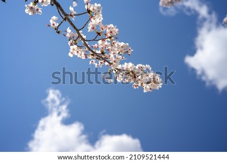 A branch of blooming sakura, cherry blossom flowers with a blue sky and white clouds in the background. Springtime.