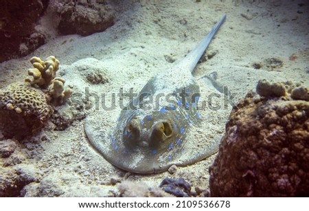 Sea stingray buried in the sand underwater. Underwater stingray view. Stingray underwater. Underwater stingray Royalty-Free Stock Photo #2109536678