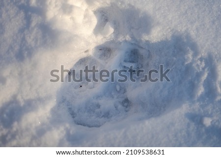 Grey Wolf tracks in the snow. The Carpathian Mountains, Poland.